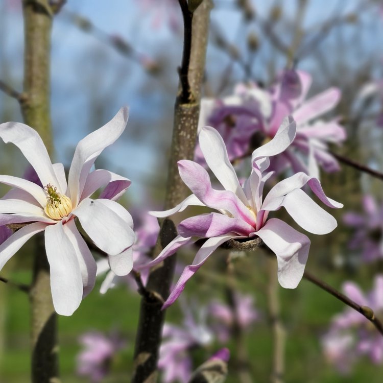 Magnólia Loebnerova (Magnolia loebneri) ´LEONARD MESSEL´ - výška 20-40 cm, kont. C2L